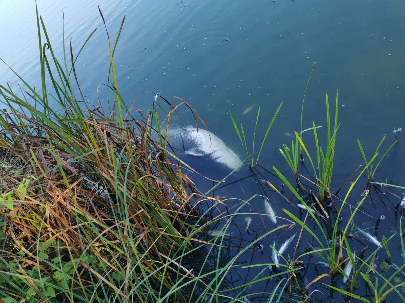 Sauerstoffmangel 2023